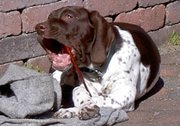 Old danish pointer, puppy, dog