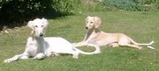 A pair of Saluki puppies