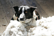 A sheepdog taking a break in some wool, Victoria, Australia