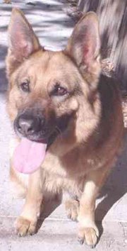 GSDs can make loyal and obedient pets.