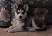 Seven-week-old Siberian