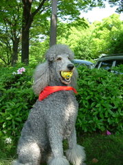 The standard poodle is a type of water dog