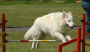 White German Shepherd Dog