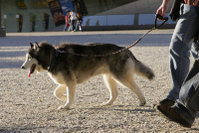 Malamutes need plenty of exercise.