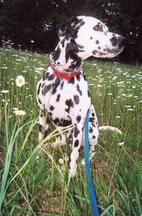 Dalmatian dog