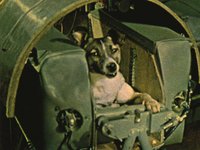 Laika became the first living being in orbit on Sputnik 2