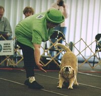 Musical FreestyleA dog and handler perform in a musical freestyle competition.