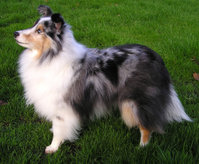 This blue merle sheltie is a dog agility champion.