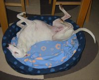 Whippet sleeping