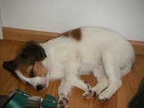 A kooikerhondje puppy.