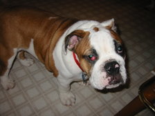 Cherry Eye on an English Bulldog Puppy