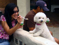 Bichon Fris at play.