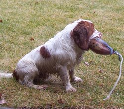 Field-Bred Cocker