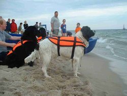 Landseers are sometimes used in rescue.