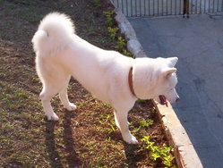 A white Akita Inu