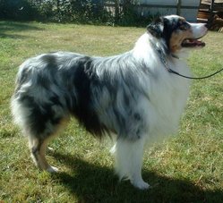 Blue merle Australian Shepherd