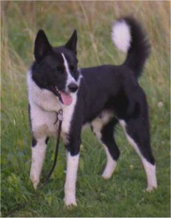 Karelian Bear Dog