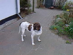 Old danish pointer, dog