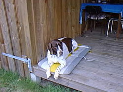 Old danish pointer, dog