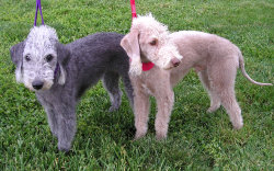 Blue and sandy colors of Bedlingtons, working dogs from England