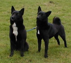 Two black Buhund Bitches.