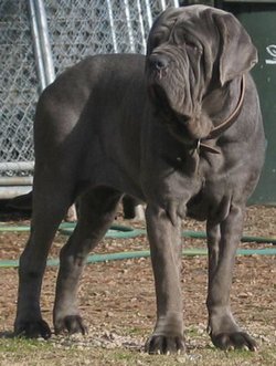 Female Mastino