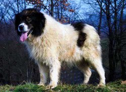 Bosnian Tornjak