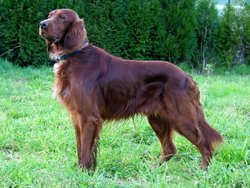 Irish setter