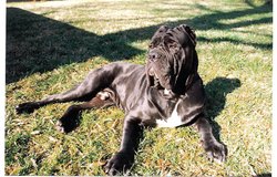 Male Neapolitan Mastiff