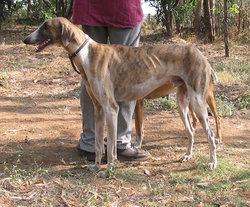 A Mudhol Hound (Caravan Hound).