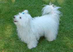 A Coton de Tular