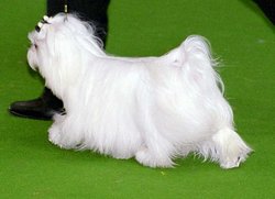Coton de Tulear in the show ring