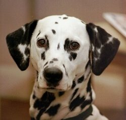 Black spotted Dalmatian