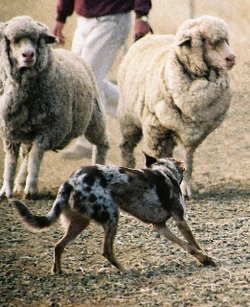 A Koolie working sheep.