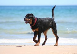 Full-tailed Rottweiler