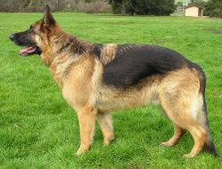 German Shepherd happy and panting after an agility run