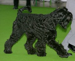 Giant Schnauzer with undocked tail (tentative identification)
