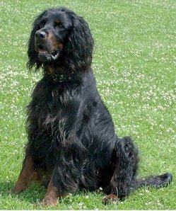 A sitting Gordon Setter