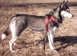 Four-year-old grey and white Siberian