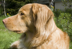 Toller head.