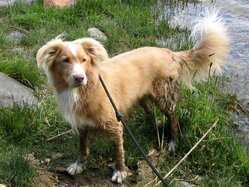 A Nova Scotia Duck Tolling Retriever.