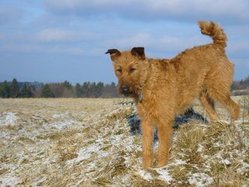 Irish Terrier