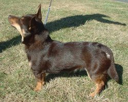 Lancashire Heeler at a dog show.