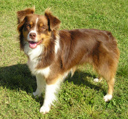 Red tricolor Miniature Aussie