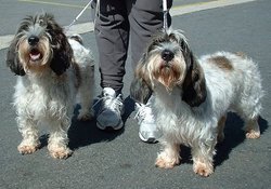 Two petit bassets griffon vendeen.