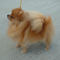 A red Pomeranian