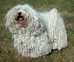 White Puli