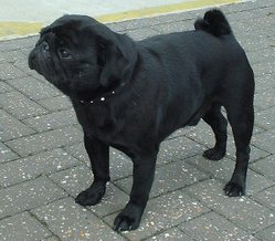 Black Pug