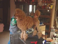 Some show dogs, like this Poodle, undergo hours of grooming for their best presentation.