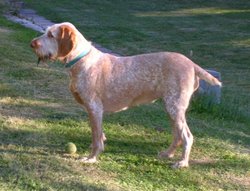 An orange roan Spinone Italiano.